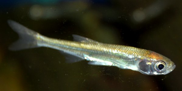 Leucaspius delineatus Prague Vltava 1 (cropped)