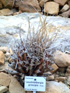 Leuchtenbergia principis - Botanischer Garten, Dresden, Germany - DSC08863