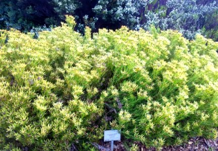 Leucadendron salignum - Geelbos - conebush