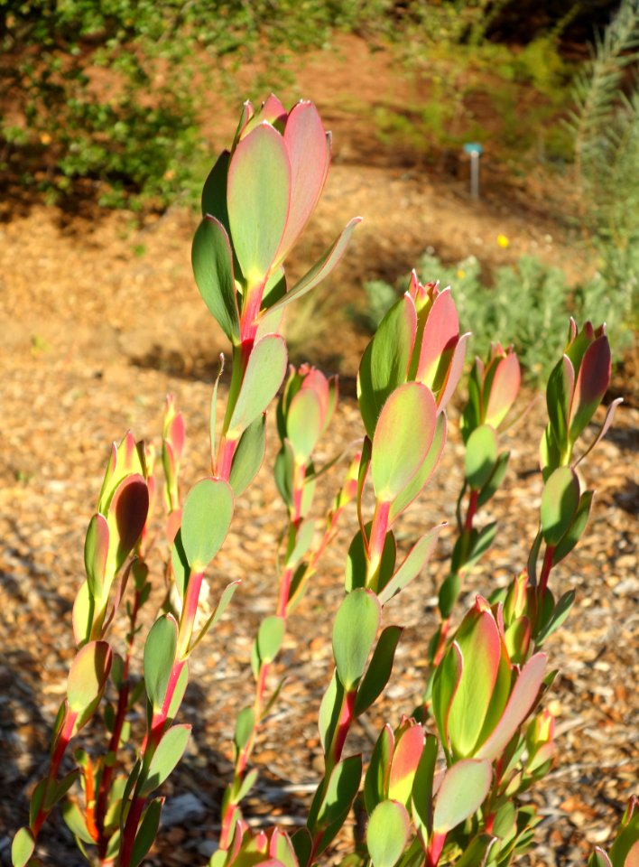 Leucadendron discolor 'Pom Pom' - San Luis Obispo Botanical Garden - DSC05893