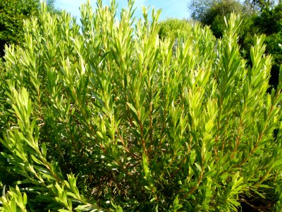 Leucadendron modestum