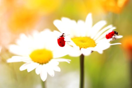 Leucanthemum Vulgare (219513879)