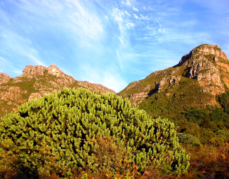 Leucadendron proteoid in endangered Peninsula Granite Fynbos - Cape Town