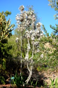 Leucadendron argenteum - Leaning Pine Arboretum - DSC05670