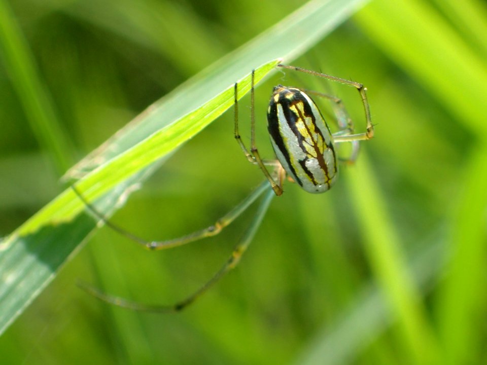 Leucauge argyra Jamaica 02