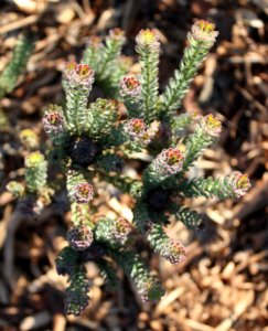 Leucadendron levisanus - critically endangered Cape Flats Cone Bush - Cape Town 3