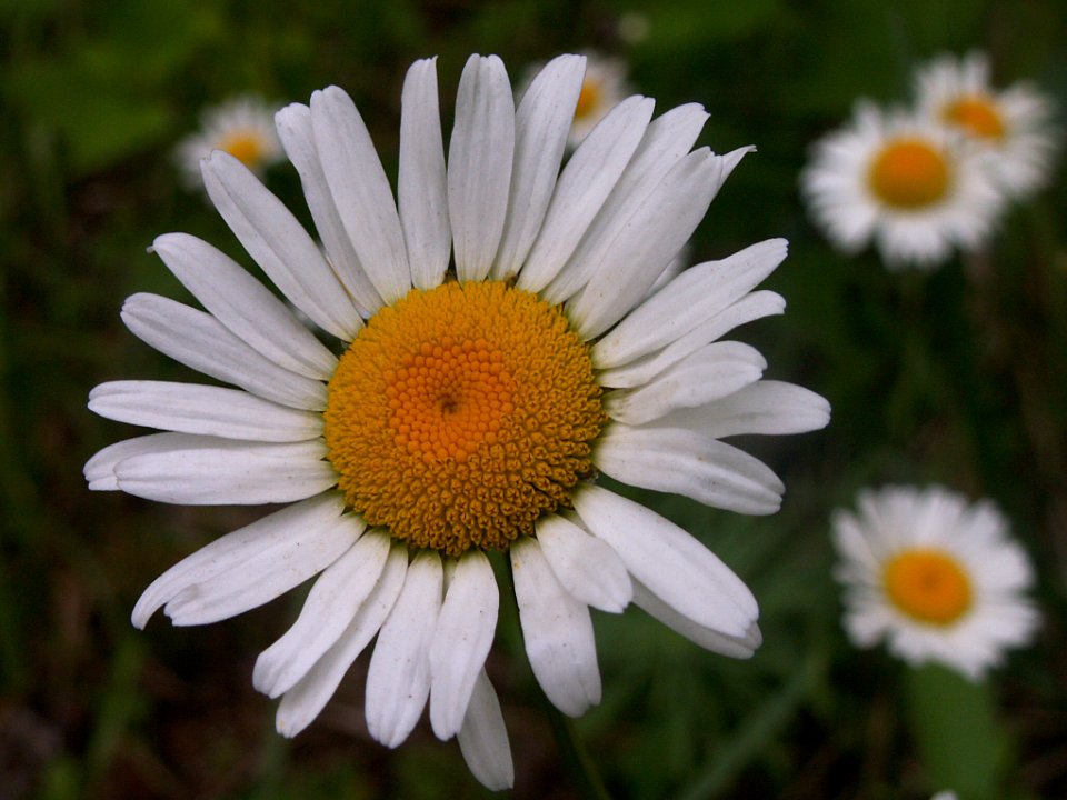 Leucanthemum vulgare, 2021-06-19, Castle Shannon, 02