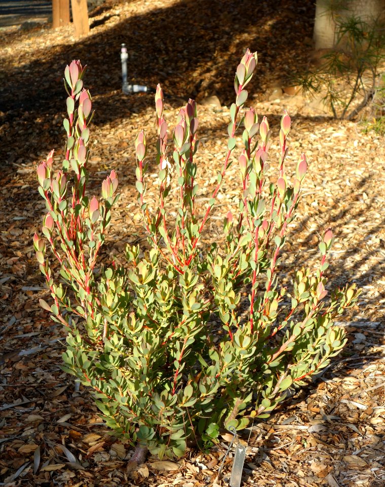 Leucadendron discolor 'Pom Pom' - San Luis Obispo Botanical Garden - DSC05889