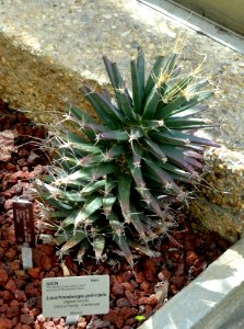 Leuchtenbergia principis - United States Botanic Garden - DSC09500