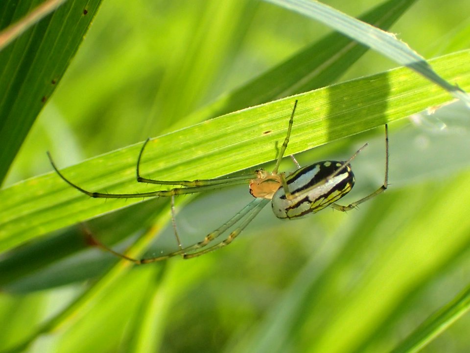 Leucauge argyra Jamaica 01