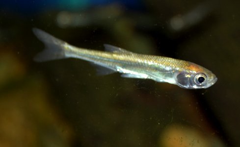 Leucaspius delineatus Prague Vltava 1