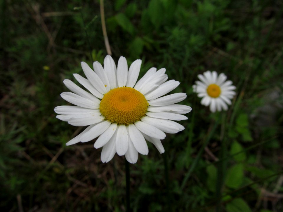 Leucanthemum vulgare, 2021-06-19, Castle Shannon, 01
