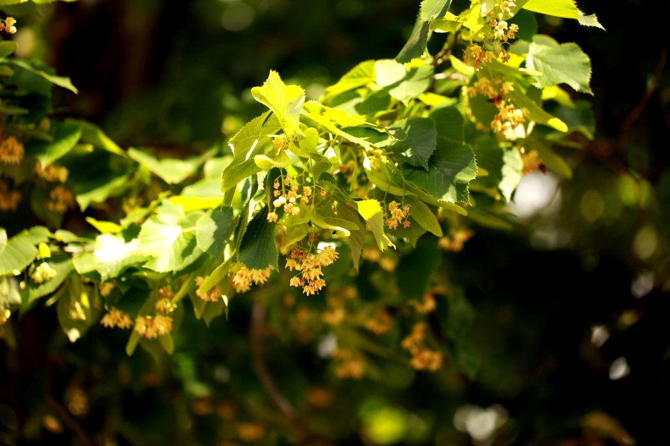 Les fleurs du solstice d'été