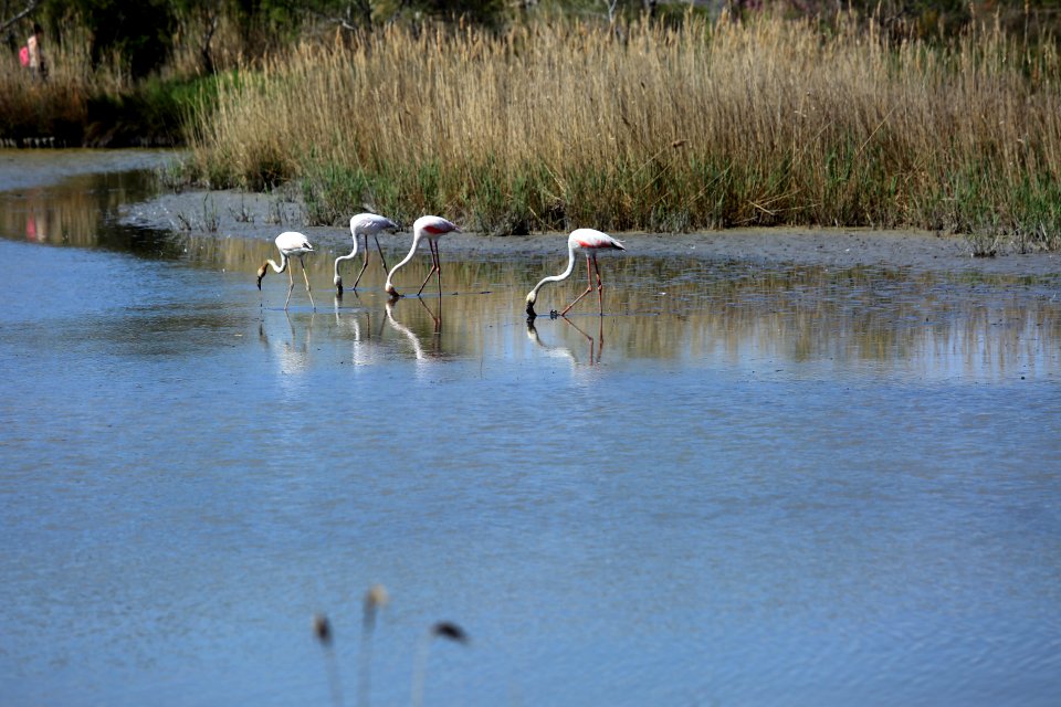 Les flamants sous les roselières