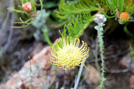 Leucospermum lineare