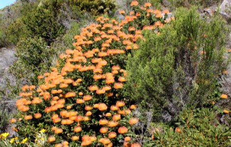Leucospermum cordifolium in CT Fynbos2