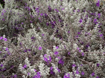 Leucophyllum zygophyllum 'cimarron'