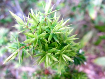 Leucopogon juniperinus Batemans Bay