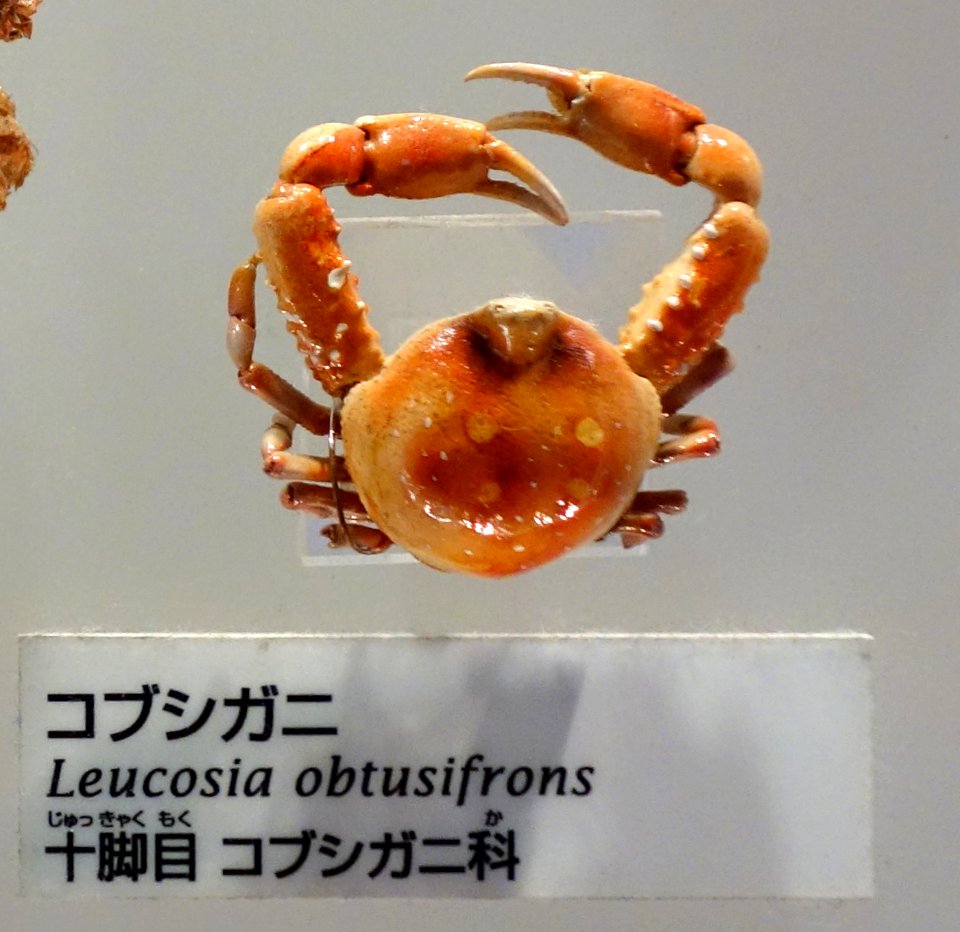 Leucosia obtusifrons - National Museum of Nature and Science, Tokyo - DSC07557-001
