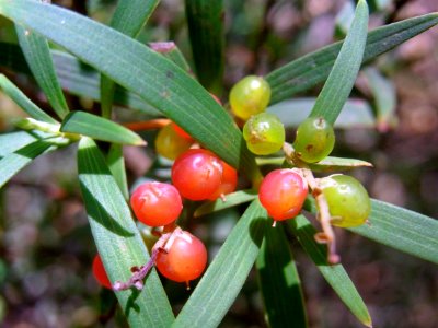 Leucopogon fruit & leaves Mount Imlay