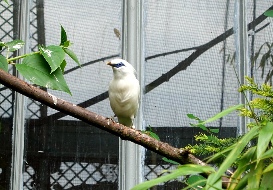 Leucopsar rothschildi in the Aviary - Waddesdon Manor - Buckinghamshire, England - DSC07521