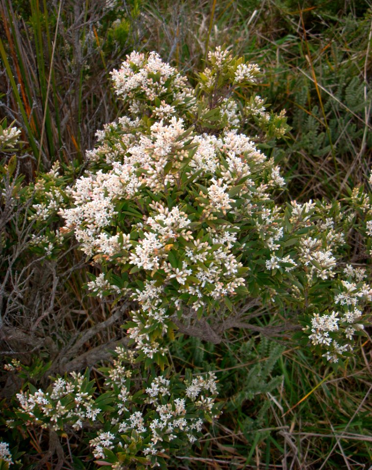 Leucopogon parviflorus 1921372