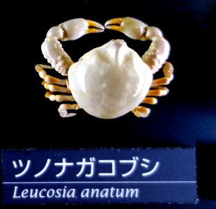 Leucosia anatum - National Museum of Nature and Science, Tokyo - DSC06763-001