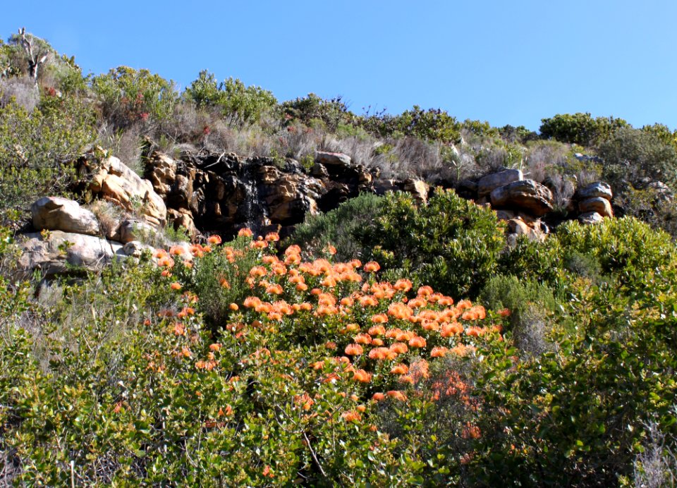 Leucospermum cordifolium in CT Fynbos