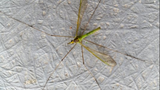 Leptotarsus viridis Dorsal2