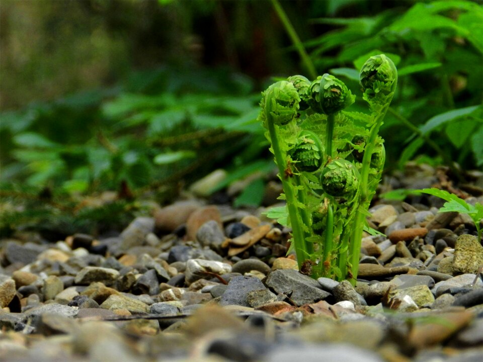 Nature plants green