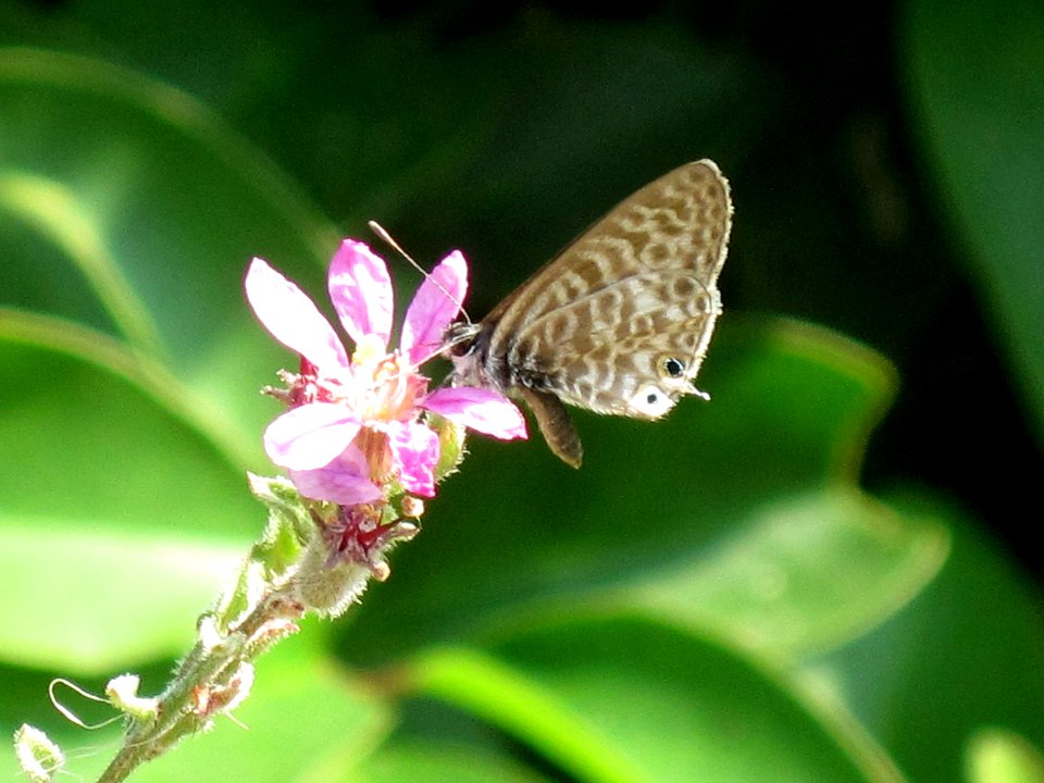 Leptotes pirithous (Common Zebra Blue), Skala Kalloni, Lesbos, Greece