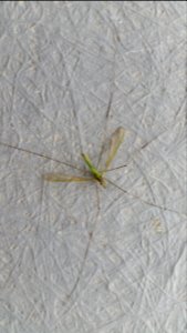 Leptotarsus viridis Dorsal1
