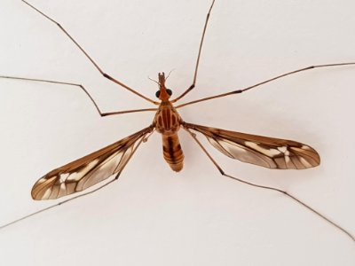 Leptotarsus huttoni Wellington2