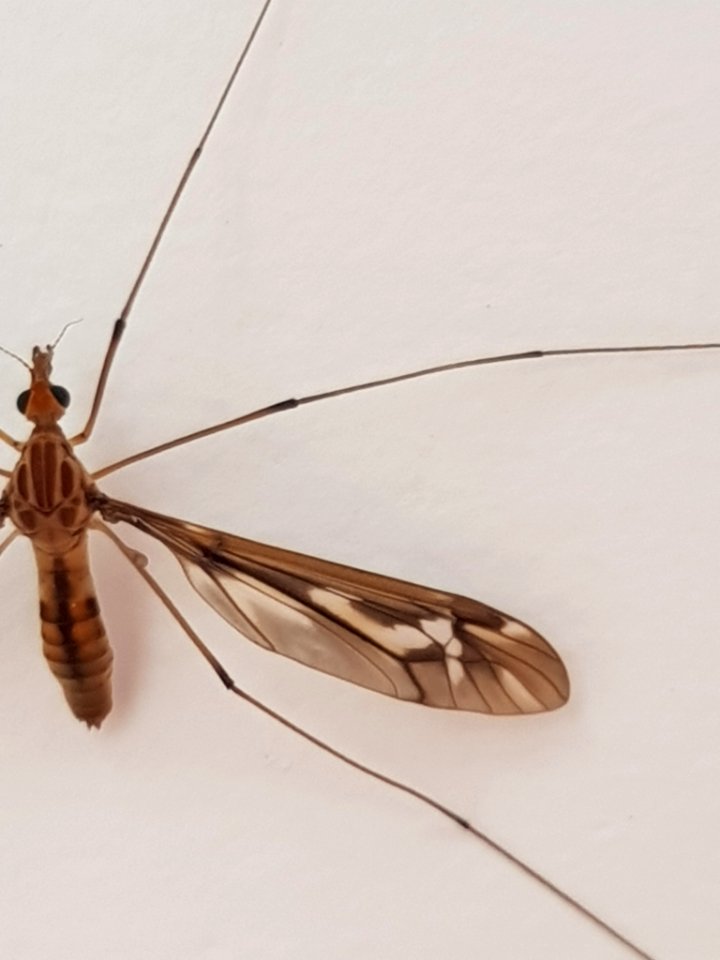 Leptotarsus huttoni 13014624