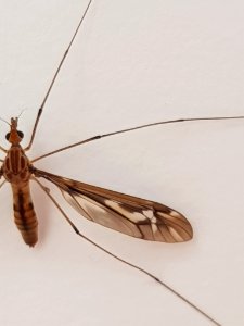 Leptotarsus huttoni 13014624