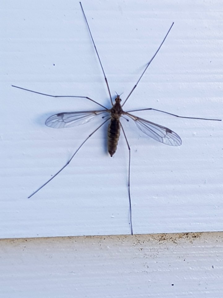 Leptotarsus zeylandiae 12081106