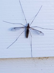 Leptotarsus zeylandiae 12081106
