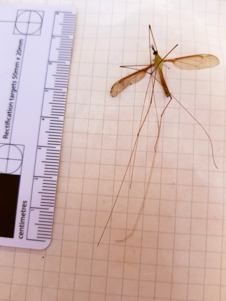 Leptotarsus albistigma 31020588