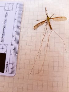 Leptotarsus albistigma 31020588