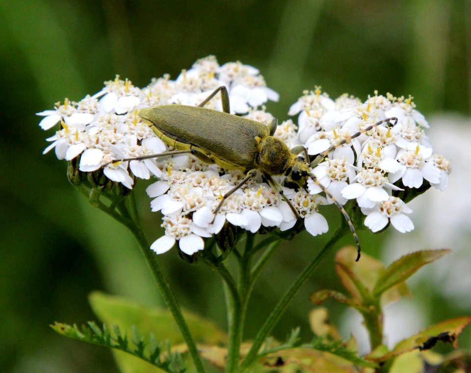 Lepturobosca virens Oulu 20130720 02