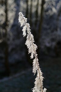 Nature winter frost