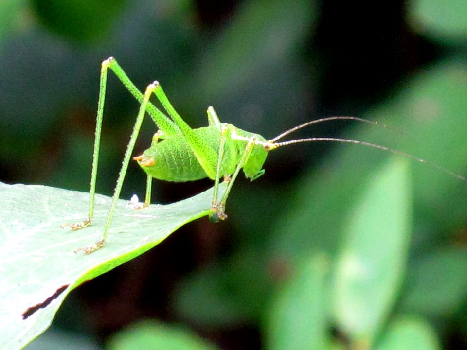 Leptophyes punctatissima (Speckled bush-cricket), Westenschouwen, the Netherlands