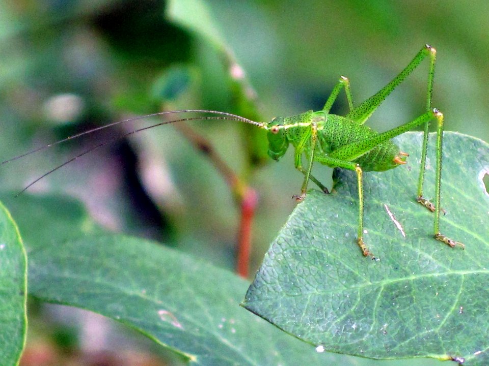 Leptophyes punctatissima (Speckled bush-cricket) (male), Westenschouwen, the Netherlands