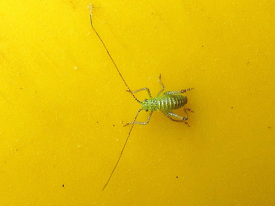 Leptophyes punctatissima (Speckled bush-cricket) nymph, Arnhem, the Netherlands