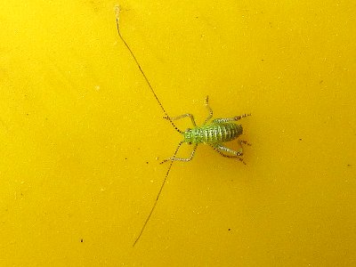 Leptophyes punctatissima (Speckled bush-cricket) nymph, Arnhem, the Netherlands