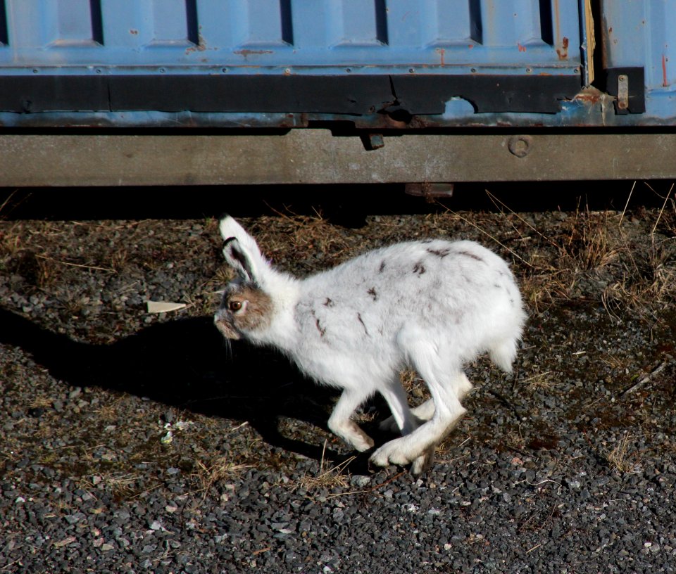 Lepus timidus Oulu 20120428