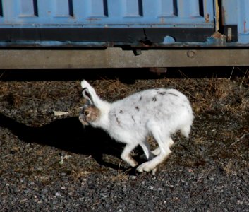 Lepus timidus Oulu 20120428