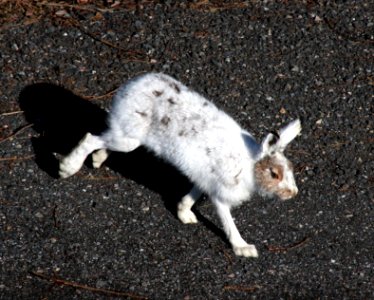 Lepus timidus Oulu 20120428b
