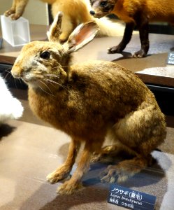 Lepus brachyurus - National Museum of Nature and Science, Tokyo - DSC07050
