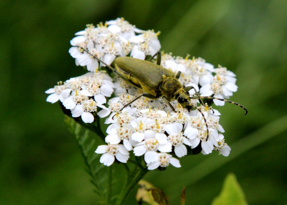 Lepturobosca virens Oulu 20130720 01